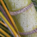 Struktur eines Bambus